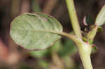 Desert horsepurslane